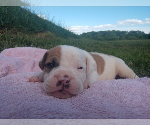 Medium Photo #4 American Bulldog Puppy For Sale in MILLS RIVER, NC, USA