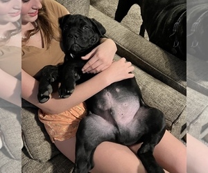 Cane Corso Puppy for sale in WINDSOR, CO, USA
