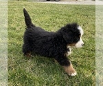 Small Photo #2 Bernese Mountain Dog Puppy For Sale in KILLBUCK, OH, USA