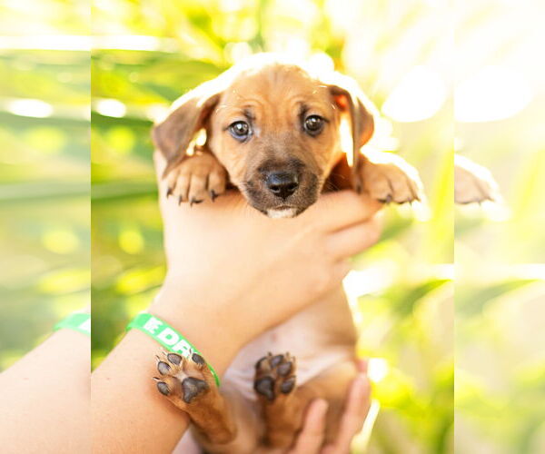 Medium Photo #6 Dachshund Puppy For Sale in Corona, CA, USA