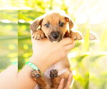 Small #5 Dachshund