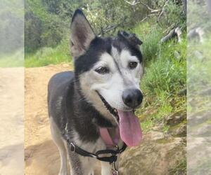 Siberian Husky-Unknown Mix Dogs for adoption in Santa Barbara, CA, USA