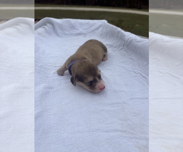 Medium Photo #4 Dachshund Puppy For Sale in MARSHFIELD, MO, USA