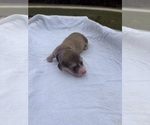 Small #3 Dachshund