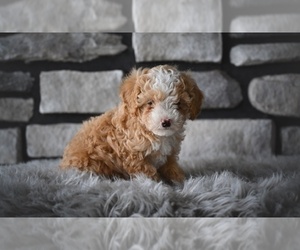 Poodle (Toy) Puppy for sale in MILLERSBURG, OH, USA