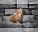 Small Poodle (Toy)