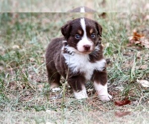Miniature Australian Shepherd Puppy for sale in MONTGOMERY, TX, USA