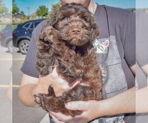 Cocoa Bean - Male Mutt Dog for Adoption - Photo #2