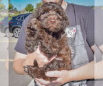 Small Photo #2 Mutt Puppy For Sale in Huntley, IL, USA