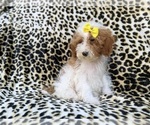 Jazzy - Female Poodle (Miniature) Puppy for Sale - Photo #4