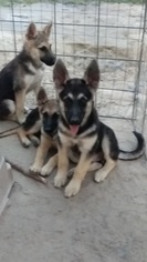 German Shepherd Dog Puppy for sale in QUINLAN, TX, USA