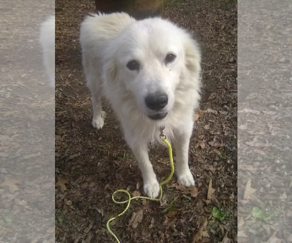Medium Photo #1 Great Pyrenees Puppy For Sale in Royal Palm Beach, FL, USA