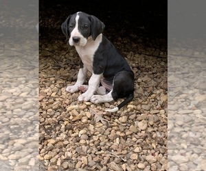 Great Dane Puppy for Sale in RICHMOND, Virginia USA