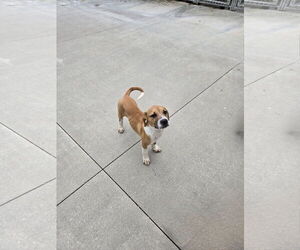 Boxer-Unknown Mix Dogs for adoption in Maquoketa, IA, USA