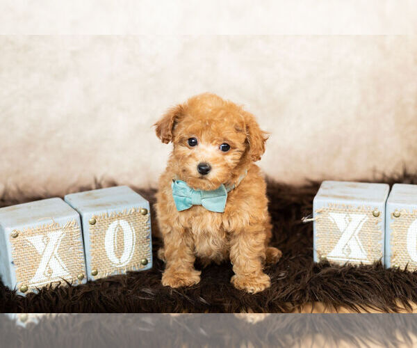 Medium Photo #12 Maltipoo Puppy For Sale in WARSAW, IN, USA