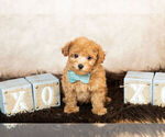 Small Photo #12 Maltipoo Puppy For Sale in WARSAW, IN, USA
