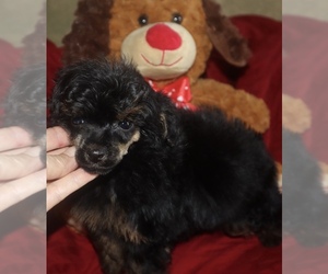 Poodle (Toy) Puppy for sale in SAUCIER, MS, USA