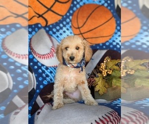 Cavapoo Puppy for sale in LINCOLN UNIVERSITY, PA, USA