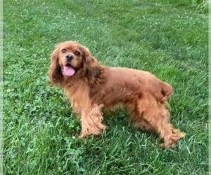 Father of the Cocker Spaniel puppies born on 07/18/2025