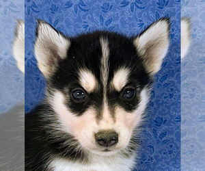 Medium Siberian Husky