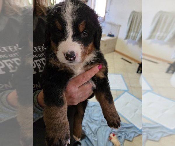 Medium Photo #6 Bernese Mountain Dog Puppy For Sale in BEAVER DAM, WI, USA
