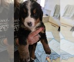 Small #5 Bernese Mountain Dog
