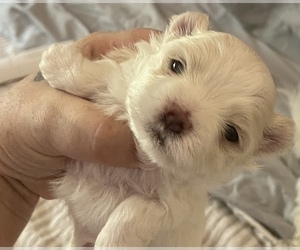 Maltese Puppy for Sale in MCDONOUGH, Georgia USA