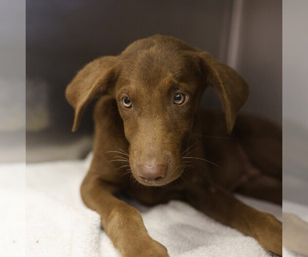Medium Photo #1 Labrador Retriever-Unknown Mix Puppy For Sale in San Antonio, TX, USA
