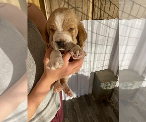 Basset Hound Puppy for sale in BENNINGTON, OK, USA