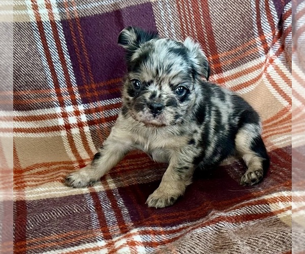 Medium Photo #3 French Bulldog Puppy For Sale in NEWTON, NJ, USA