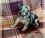Small #2 French Bulldog