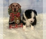 Small Photo #4 Miniature American Shepherd Puppy For Sale in EVANS, CO, USA