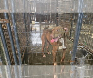 Rollo - Male Labrador Retriever-Staffordshire Bull Terrier Mix Dog for Adoption - Photo #5