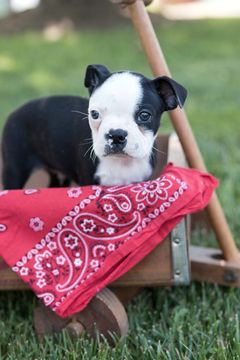 Medium Photo #1 Boston Terrier Puppy For Sale in PLYMOUTH, OH, USA