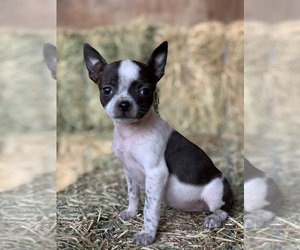 Boston Huahua Puppy for sale in DALLAS, OR, USA