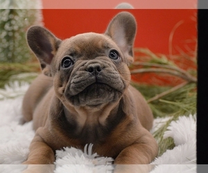 French Bulldog Puppy for sale in PROVIDENCE, RI, USA
