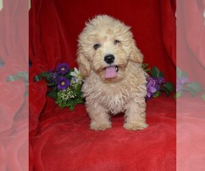 Maltipoo Puppy for Sale in BARNESVILLE, Kansas USA