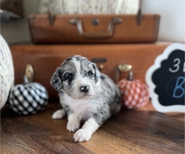 Medium Photo #5 Aussiedoodle Puppy For Sale in FRANKLINTON, LA, USA