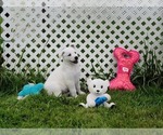 Puppy Yellow Girl German Shepherd Dog