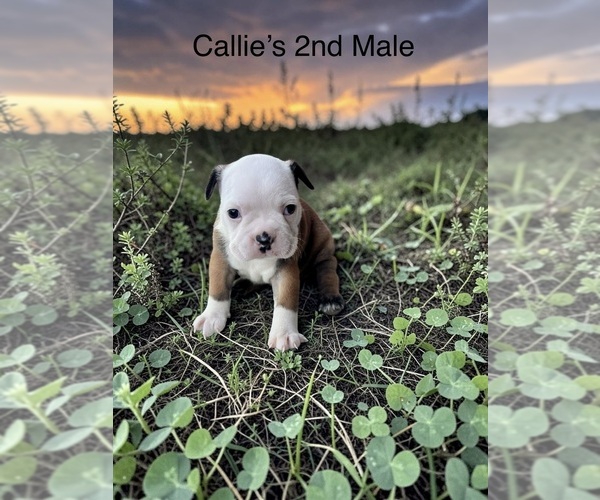 Medium Photo #1 Boston Terrier Puppy For Sale in EWING, KY, USA