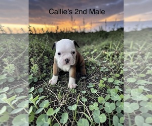 Boston Terrier Puppy for sale in EWING, KY, USA