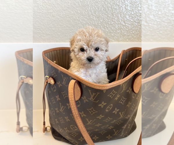 Medium Photo #4 Maltipoo Puppy For Sale in BEVERLY HILLS, CA, USA
