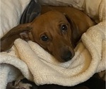 Small Photo #1 Dachshund Puppy For Sale in SOUTHINGTON, OH, USA