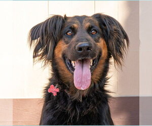 Daisy Ann - Adopt Me! - Female German Shepherd Dog-Unknown Mix Dog for Adoption - Photo #4
