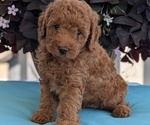Small Photo #31 Poodle (Toy) Puppy For Sale in GOSHEN, IN, USA