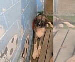 Small Photo #3 Great Pyrenees-Unknown Mix Puppy For Sale in Rustburg, VA, USA