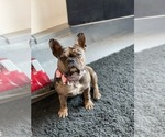 Small Photo #1 French Bulldog Puppy For Sale in ANTIOCH, CA, USA