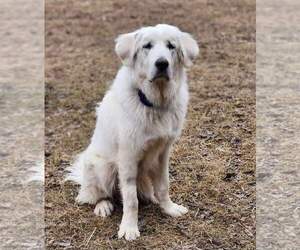 Great Pyrenees-Unknown Mix Dogs for adoption in Princeton, MN, USA