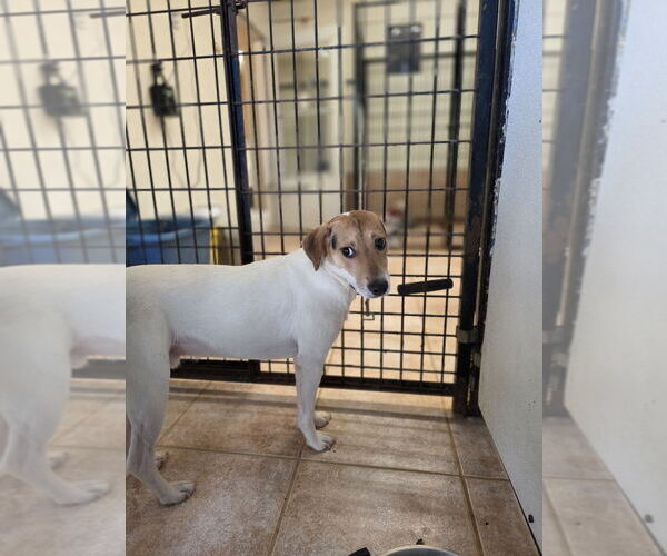 Medium Photo #6 Jack-A-Bee Puppy For Sale in Osgood, IN, USA