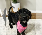 Small Labrador Retriever Mix